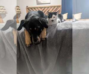 Flanagan - Male Doberman Pinscher-Unknown Mix Dog for Adoption - Photo #2