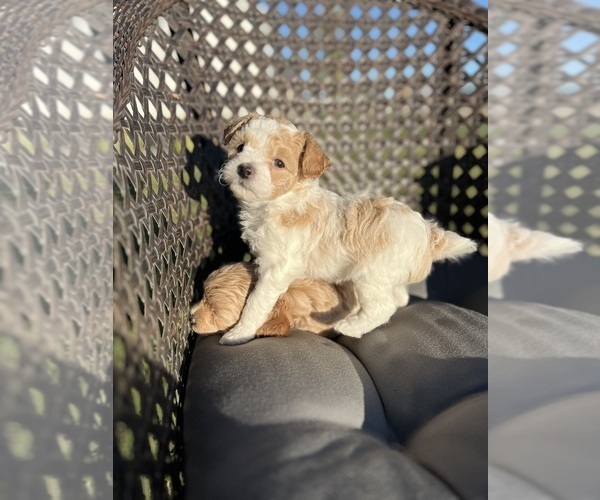 Medium Photo #10 Bichpoo-Yo-Chon Mix Puppy For Sale in RIGBY, ID, USA