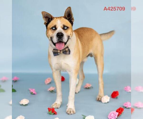 Medium Photo #2 Siberian Husky-Unknown Mix Puppy For Sale in Conroe, TX, USA