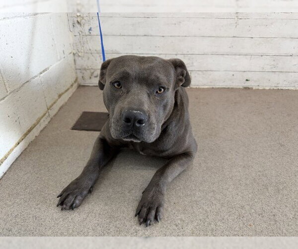 Medium Photo #1 Mutt Puppy For Sale in San Bernardino, CA, USA