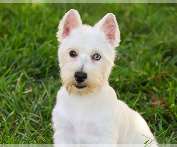 Medium Photo #1 Poodle (Toy)-West Highland White Terrier Mix Puppy For Sale in SYRACUSE, IN, USA