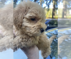 Maltipoo-Poodle (Toy) Mix Puppy for sale in VENETA, OR, USA