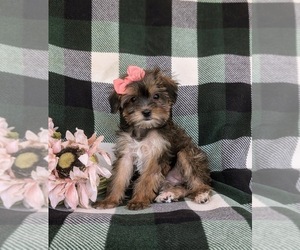 Shorkie Tzu Puppy for sale in KIRKWOOD, PA, USA