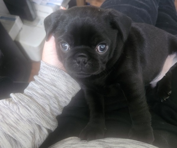 Medium Photo #9 Pug Puppy For Sale in LOS ANGELES, CA, USA