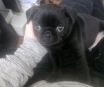 Small #8 Pug
