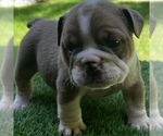 Small Photo #10 Bulldog Puppy For Sale in STOCKBRIDGE, GA, USA