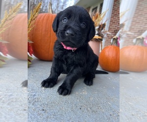 Labrador Retriever Puppy for sale in NEOLA, WV, USA