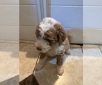 Puppy clover Bernedoodle (Miniature) (+ Poodle Miniature)