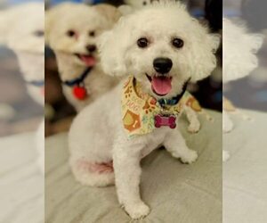 Mother of the Bichon Frise puppies born on 01/21/2025