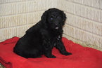 Small Photo #1 Aussiedoodle Puppy For Sale in FREDERICKSBURG, OH, USA