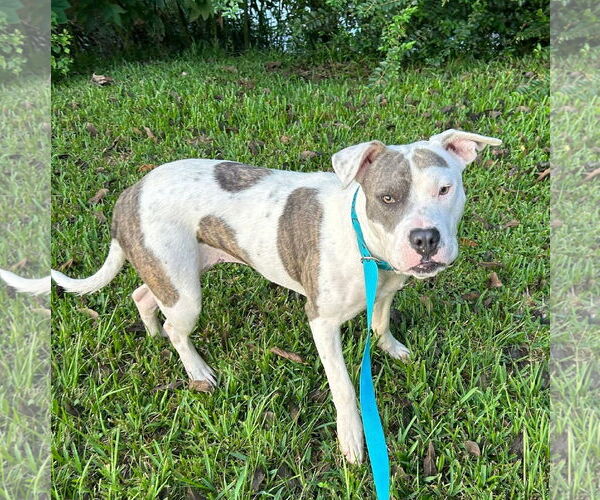 Medium Photo #2 American Pit Bull Terrier-Unknown Mix Puppy For Sale in Oakhurst, NJ, USA