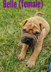 Chinese Shar-Pei Puppy for sale in WEST BEND, WI, USA