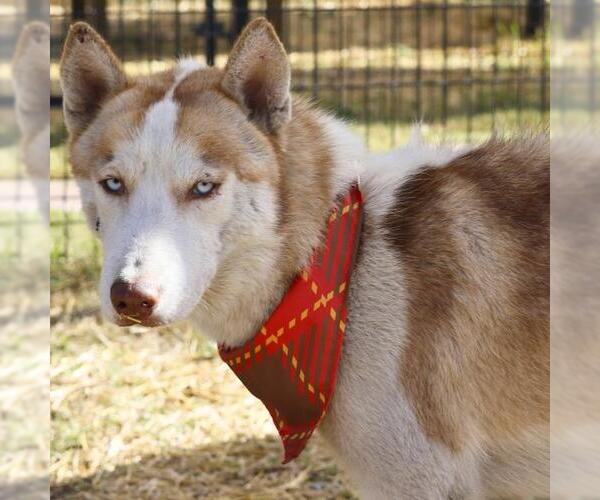 Medium Photo #1 Siberian Husky-Unknown Mix Puppy For Sale in San Antonio, TX, USA