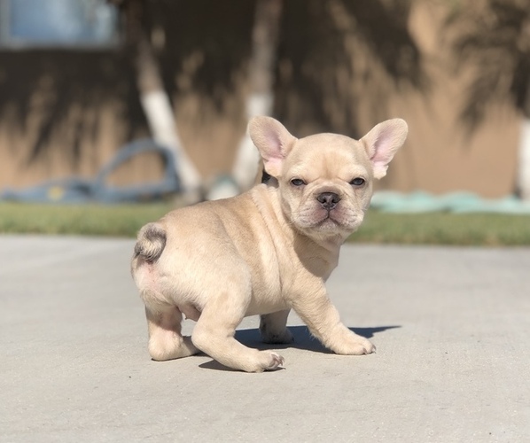 Medium Photo #7 French Bulldog Puppy For Sale in BLOOMINGTON, CA, USA