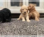 Small Photo #3 Goldendoodle (Miniature) Puppy For Sale in ONTARIO, CA, USA