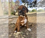 Small #4 Boxer