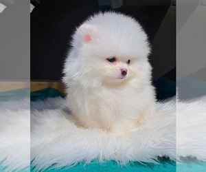 Pomeranian Puppy for sale in Cancun, Quintana Roo, Mexico