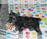 Small Photo #3 Schnauzer (Miniature) Puppy For Sale in ORO VALLEY, AZ, USA