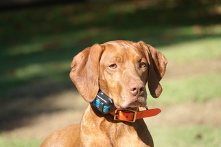 Vizsla Puppy for sale in RURAL HALL, NC, USA
