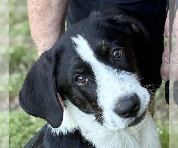 Medium Photo #2 Mutt Puppy For Sale in Redfield, AR, USA