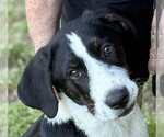 Small #1 Mutt