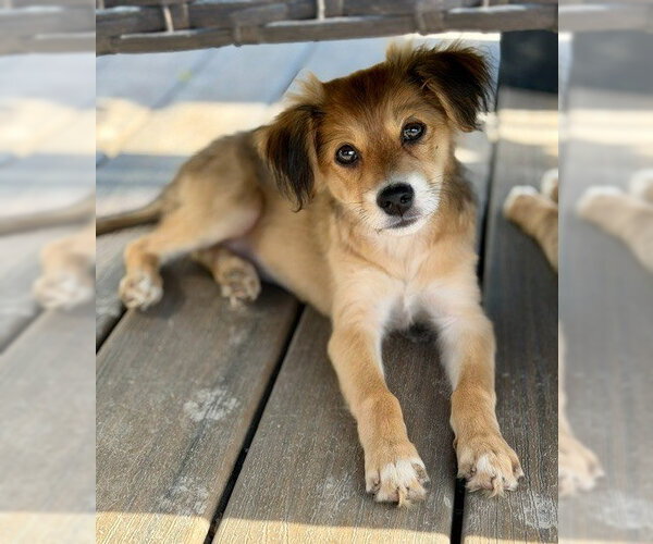 Medium Photo #2 Australian Shepherd-Unknown Mix Puppy For Sale in Genesee, WI, USA