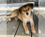 Small Photo #2 Australian Shepherd-Unknown Mix Puppy For Sale in Genesee, WI, USA