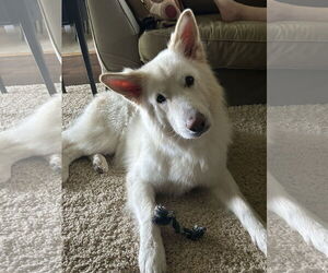 - Mix Dogs for adoption in Hoffman Estates, IL, USA