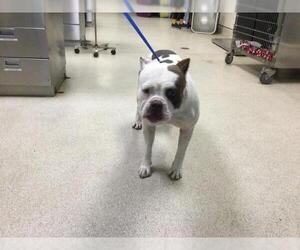 Boxer-Unknown Mix Dogs for adoption in Riverside, CA, USA