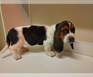 Basset Hound Puppy for sale in CANTON, GA, USA
