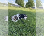 Puppy 3 Beagle-Poodle (Toy) Mix