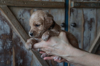 Goldendoodle Puppy for sale in HUDSON, NC, USA