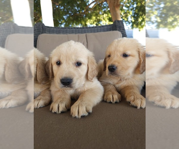 Medium Photo #5 Golden Retriever Puppy For Sale in ELVERTA, CA, USA