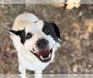 Mutt Dogs for adoption in Tulsa, OK, USA