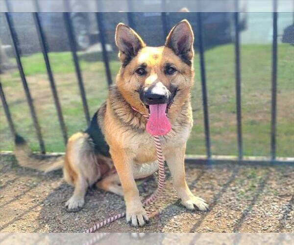 Medium Photo #2 German Shepherd Dog Puppy For Sale in Long Beach, CA, USA