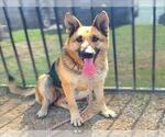 Small #1 German Shepherd Dog
