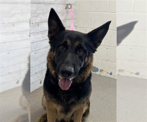 German Shepherd Dog Dogs for adoption in San Bernardino, CA, USA