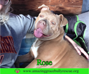 Rose - Female American Pit Bull Terrier-Unknown Mix Dog for Adoption - Photo #11