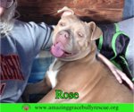 Small #10 American Pit Bull Terrier Mix