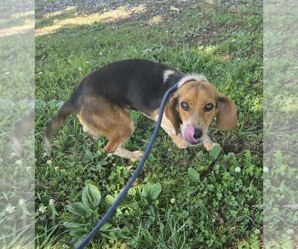 Medium Photo #2 Beagle Puppy For Sale in Rustburg, VA, USA