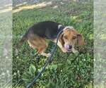 Small #1 Beagle