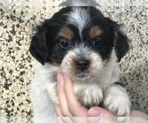 Miniature Bernedoodle Puppy for sale in ARTHUR, IL, USA