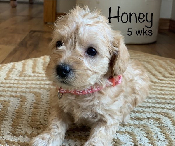 Medium Photo #2 Schnoodle (Miniature) Puppy For Sale in LARCHWOOD, IA, USA