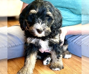 Bernedoodle (Miniature) Puppy for sale in ROY, UT, USA
