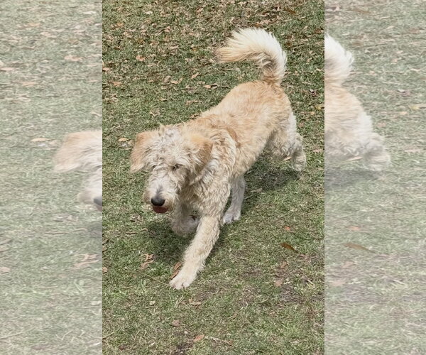 Medium Photo #5 Poodle (Standard)-Unknown Mix Puppy For Sale in Valrico, FL, USA