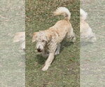 Small #4 Poodle (Standard) Mix