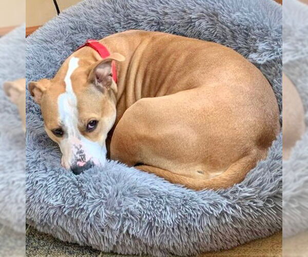 Medium Photo #6 Mutt Puppy For Sale in Canton, CT, USA