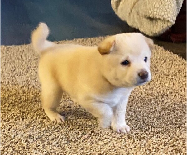Medium Photo #2 Shiba Inu Puppy For Sale in SNOHOMISH, WA, USA