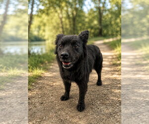 Agnes - Female Mutt Dog for Adoption - Photo #2