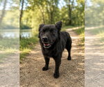 Small #1 Mutt